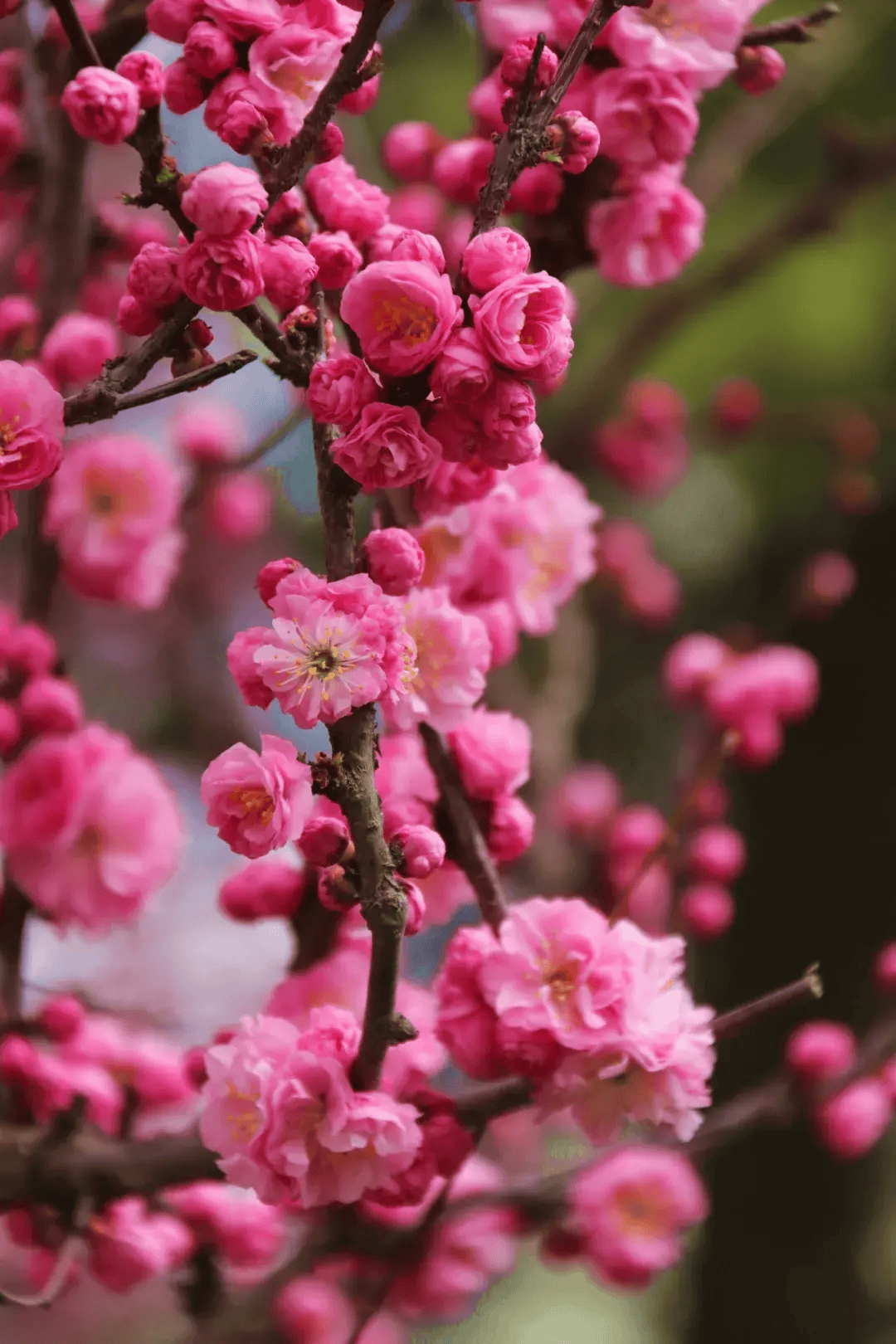 白银文旅 白银 烂漫四月花已成海