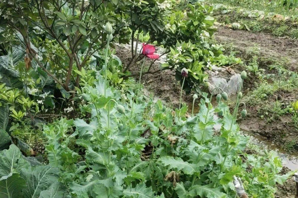 罂粟植株图片图片