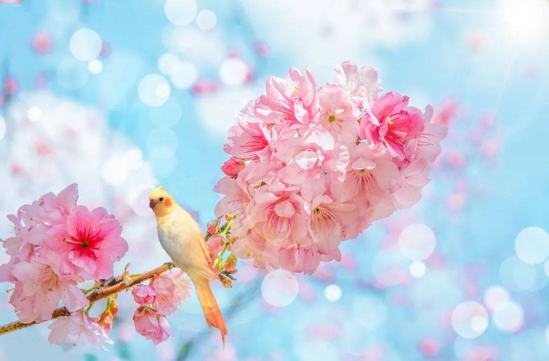 壁纸 花 桌面 1080_709