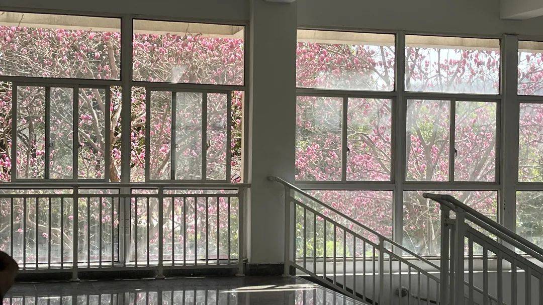 窗景如画,南师的风和日丽探出了窗外