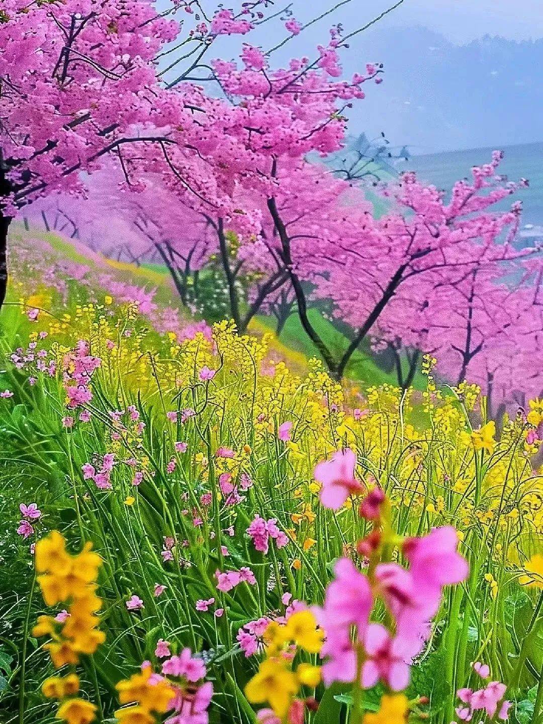 繁花似锦映眼前,花香满径意绵绵