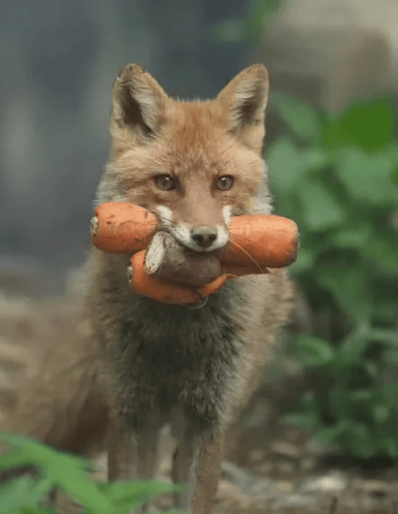 动物园遭举报将食物塞满狐狸嘴吸引游客,园长怒怼:这次算少的了!