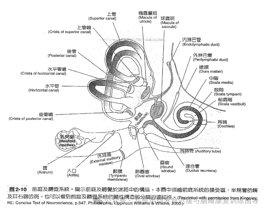 科普专栏｜感觉统合之听觉系统_声音_前庭_神经