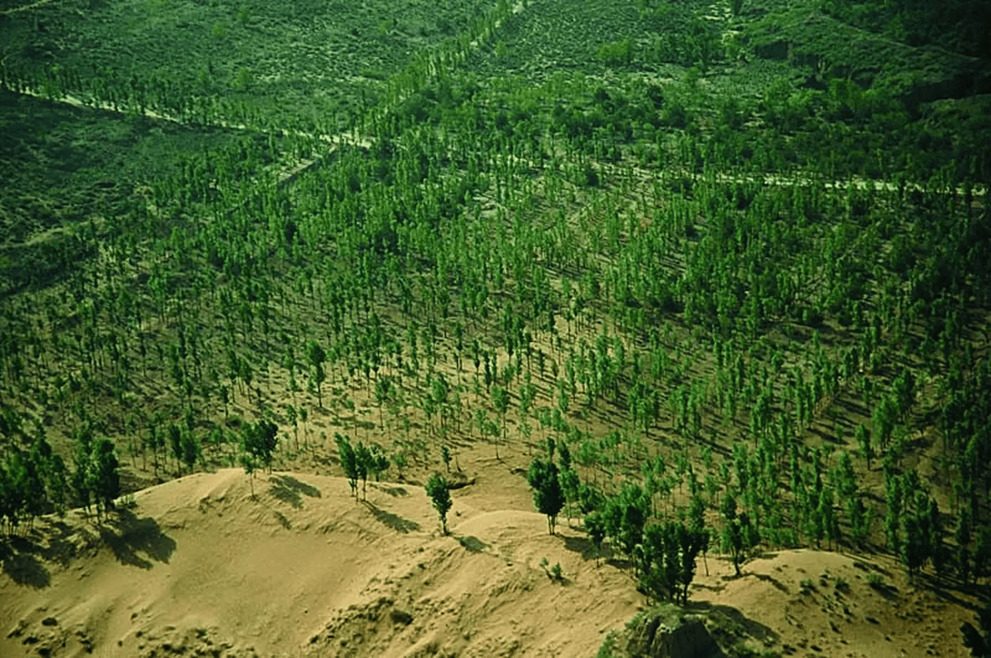 三北防护林,中国人抗争大自然的宏大工程