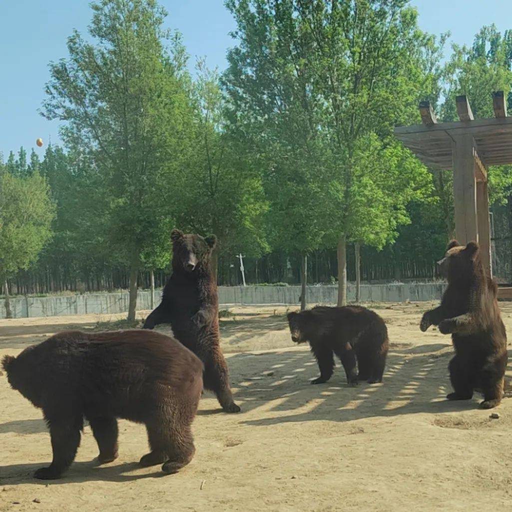 衡水动物园图片图片