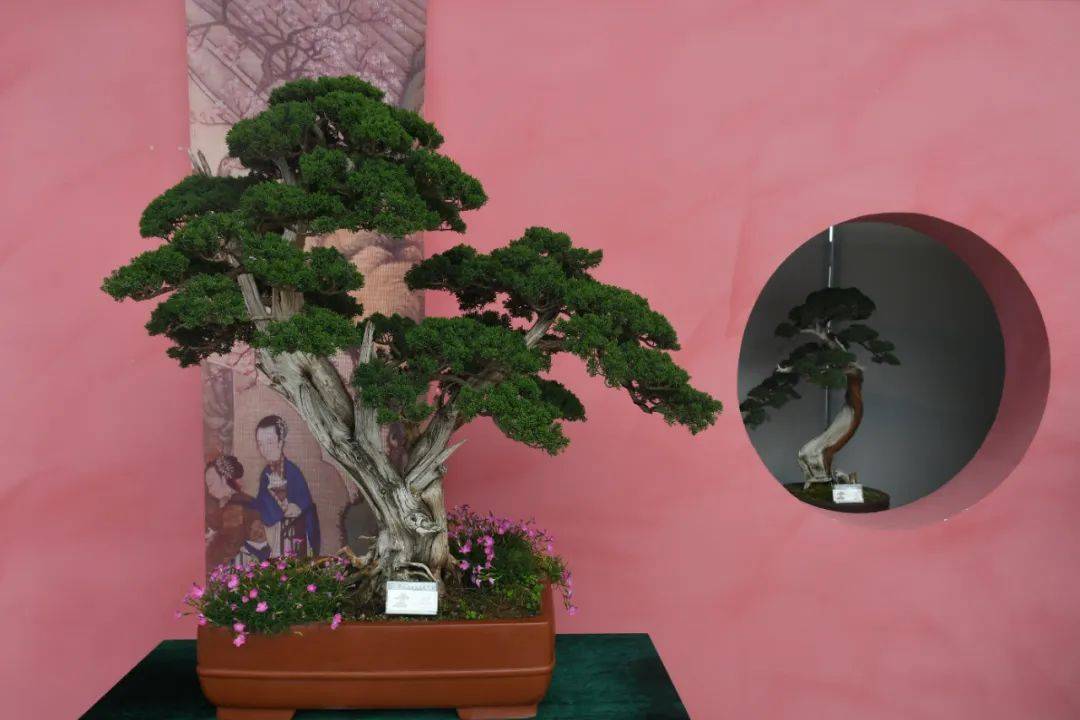 青州市第四届增福寺盆景文化艺术节在弥河镇开幕!_展会_交流_项目