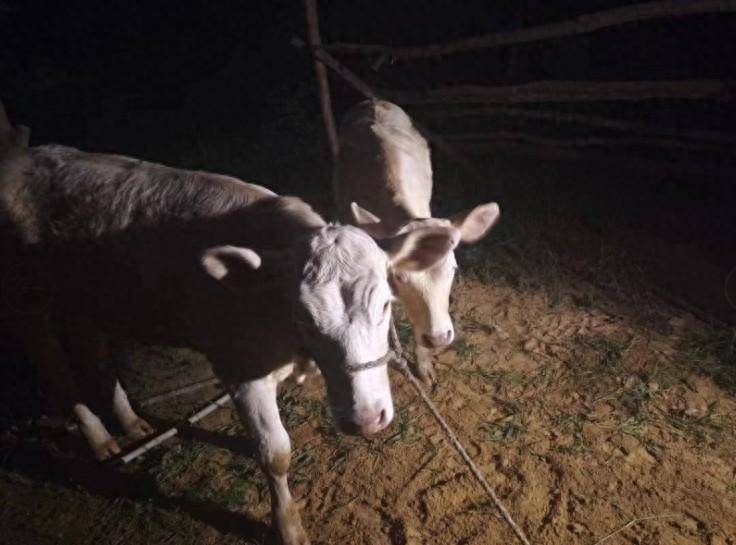 河南南阳桐柏县:"不速之客"悄然进村,民警紧急行动寻找"牛主人"