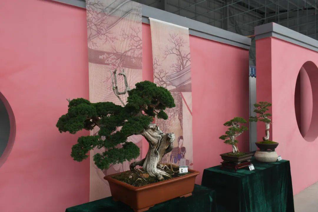 青州市第四届增福寺盆景文化艺术节在弥河镇开幕!_展会_交流_项目