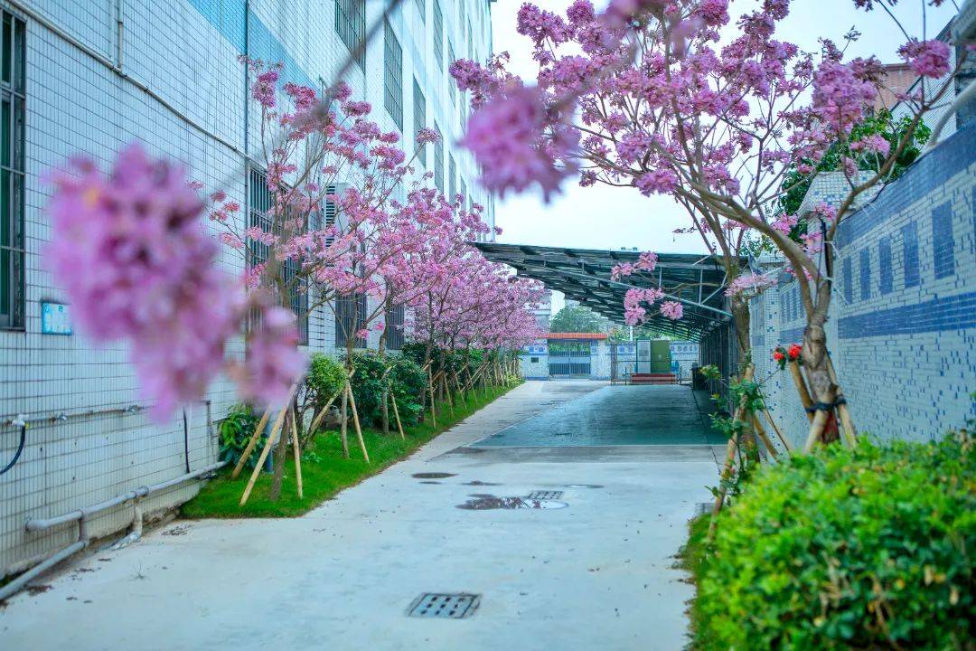 【乐筑校园】修整过后,这所学校颜值大变样_改造_江门