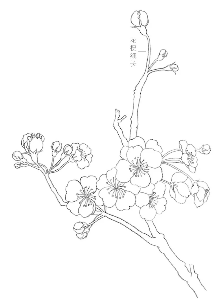 梨花怎么画简单又好看图片