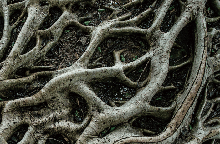 这种植物根系,如何活在空气中 | 科学探秘_气生根_土壤_进化