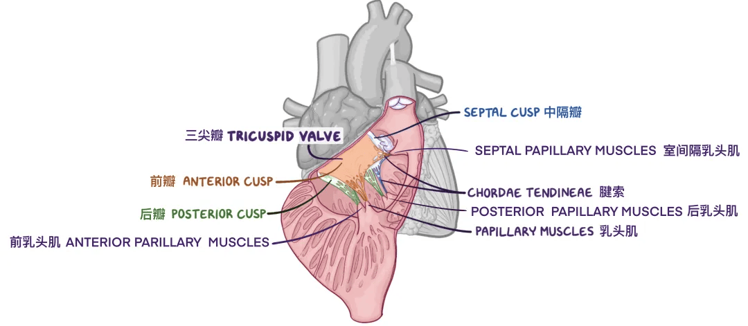 人体解剖学基础——心脏篇(heart)