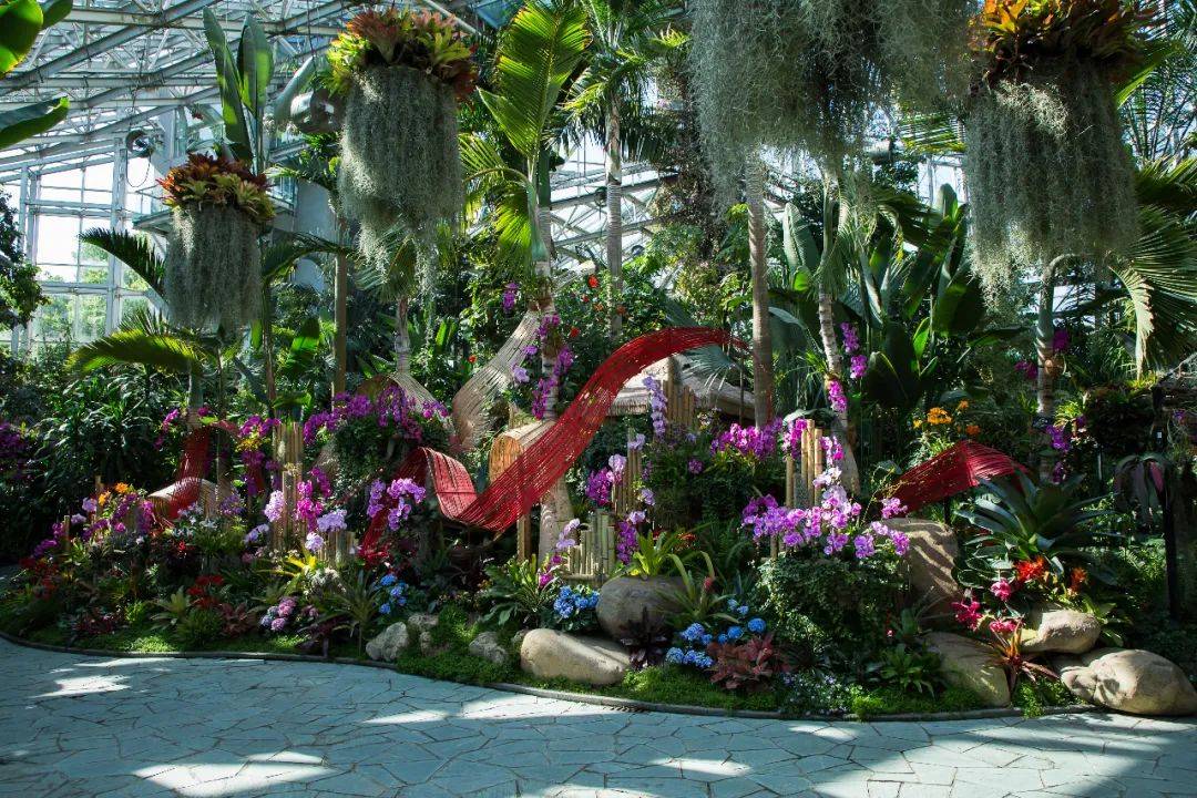 来上海植物园看花展,别忘了打卡热带花卉艺术展噢