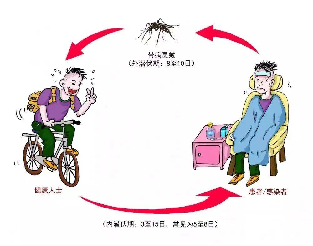 国家疾控局：夏季这样防控登革热