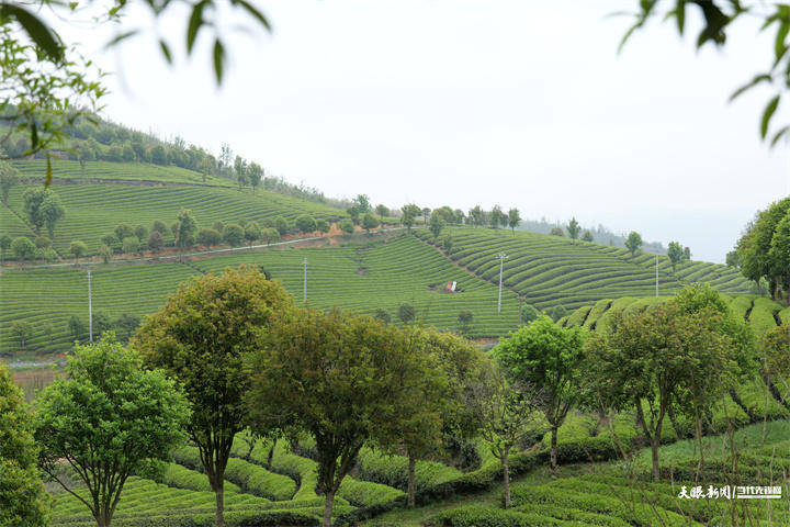 围"绿"煮茶②|播州葡萄茶场:茶香满园引客来