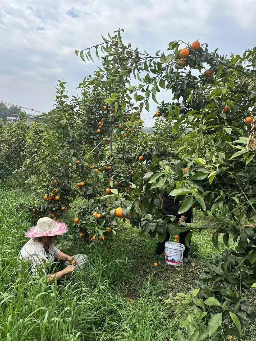 璧山首家企业获得"出境新鲜水果果园"资质!