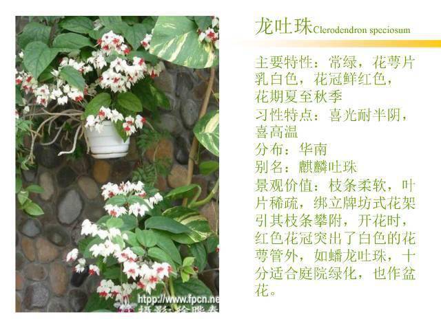 常用木质藤本植物资料集