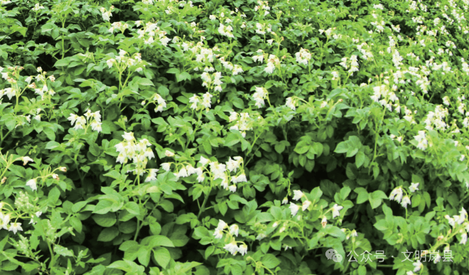 【书香岚县】乡村在等待中成长