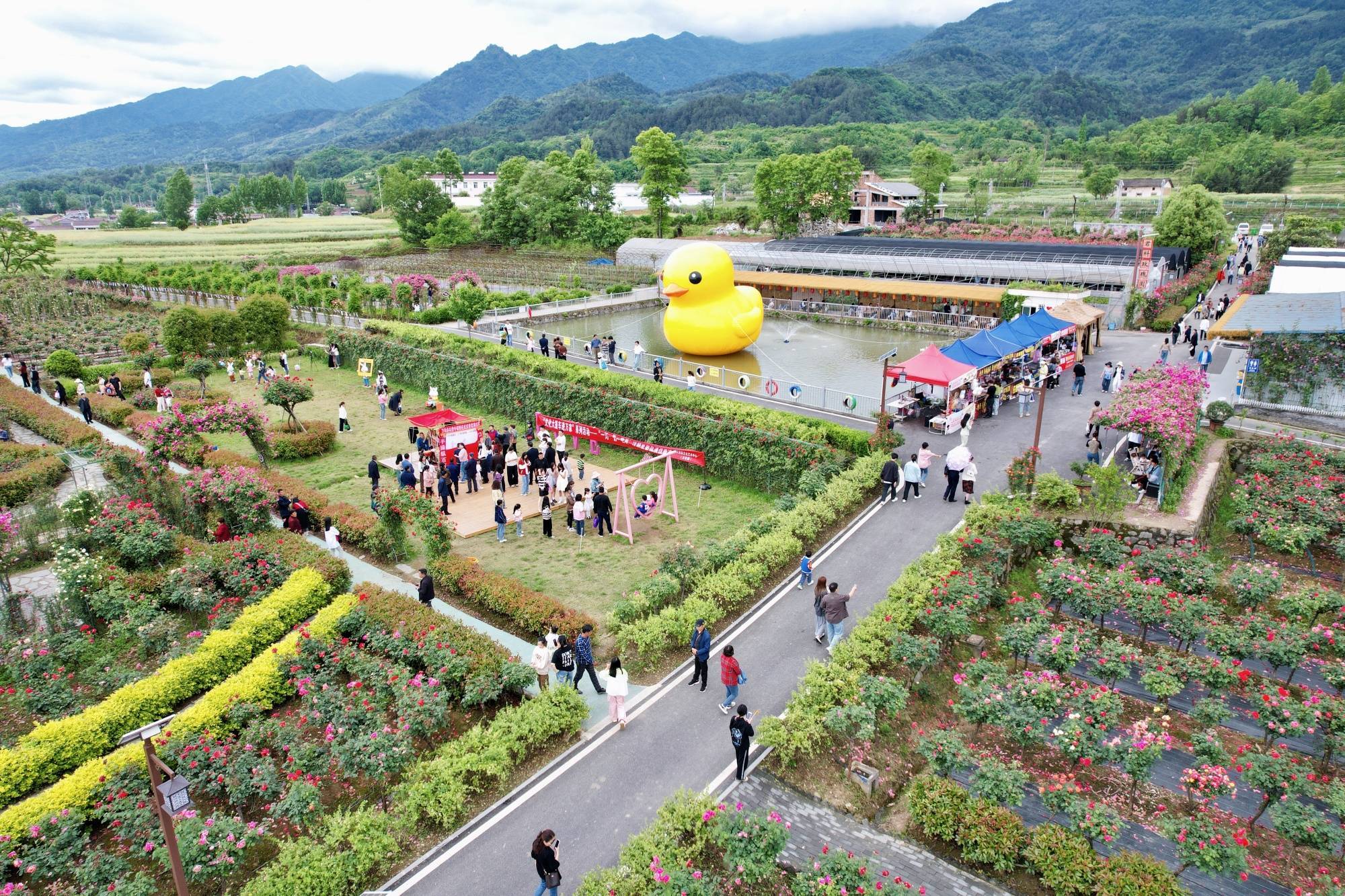 5月4日,汉阴县君科玫瑰园,游客们结伴而行,徜徉花海(汉阴县委宣传部供
