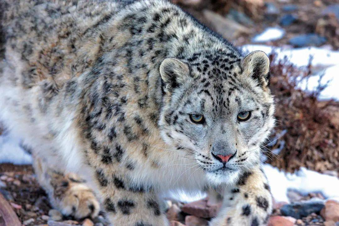 雅安风物丨"失联"六十载的客人 长得凶叫声柔 "嗷呜嗷呜"