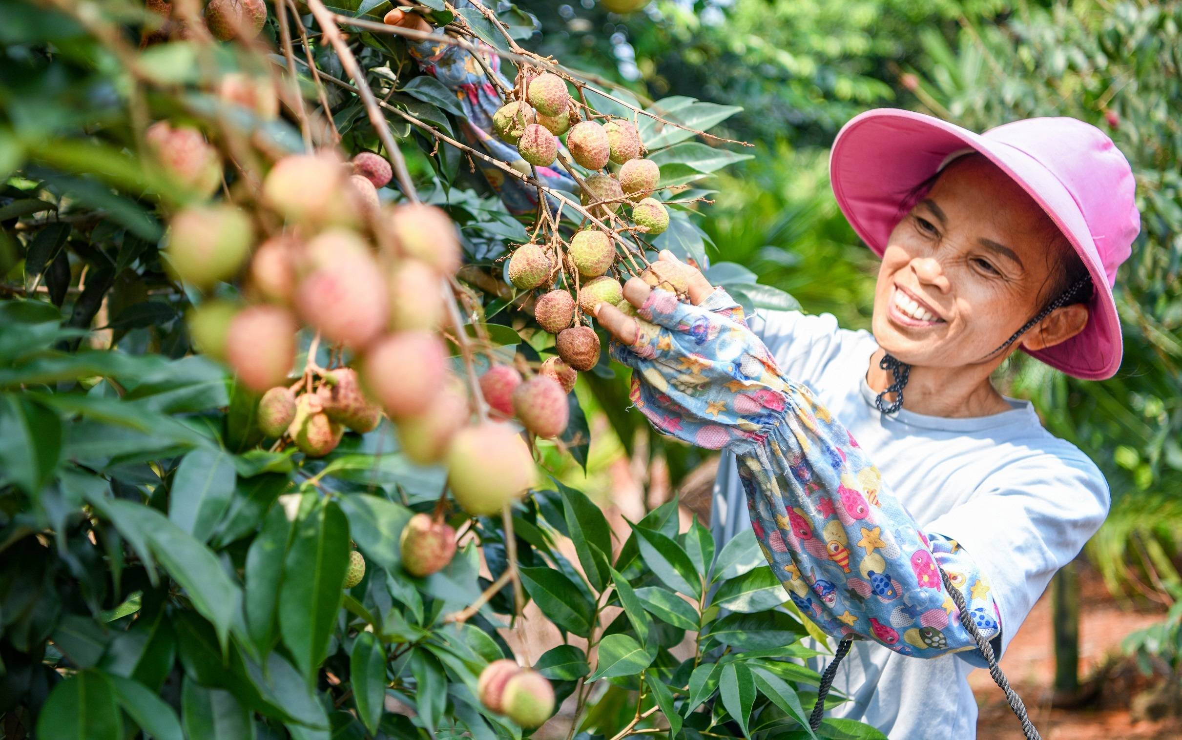农户正在采摘"桂花香"荔枝