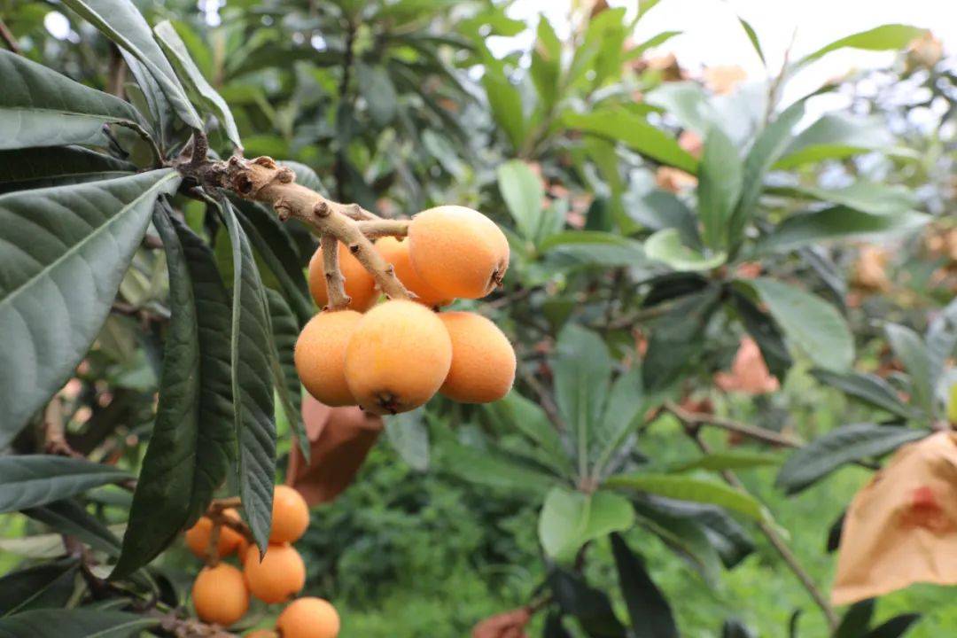 开阳县:一树枇杷一树"金" 惠农产业助振兴