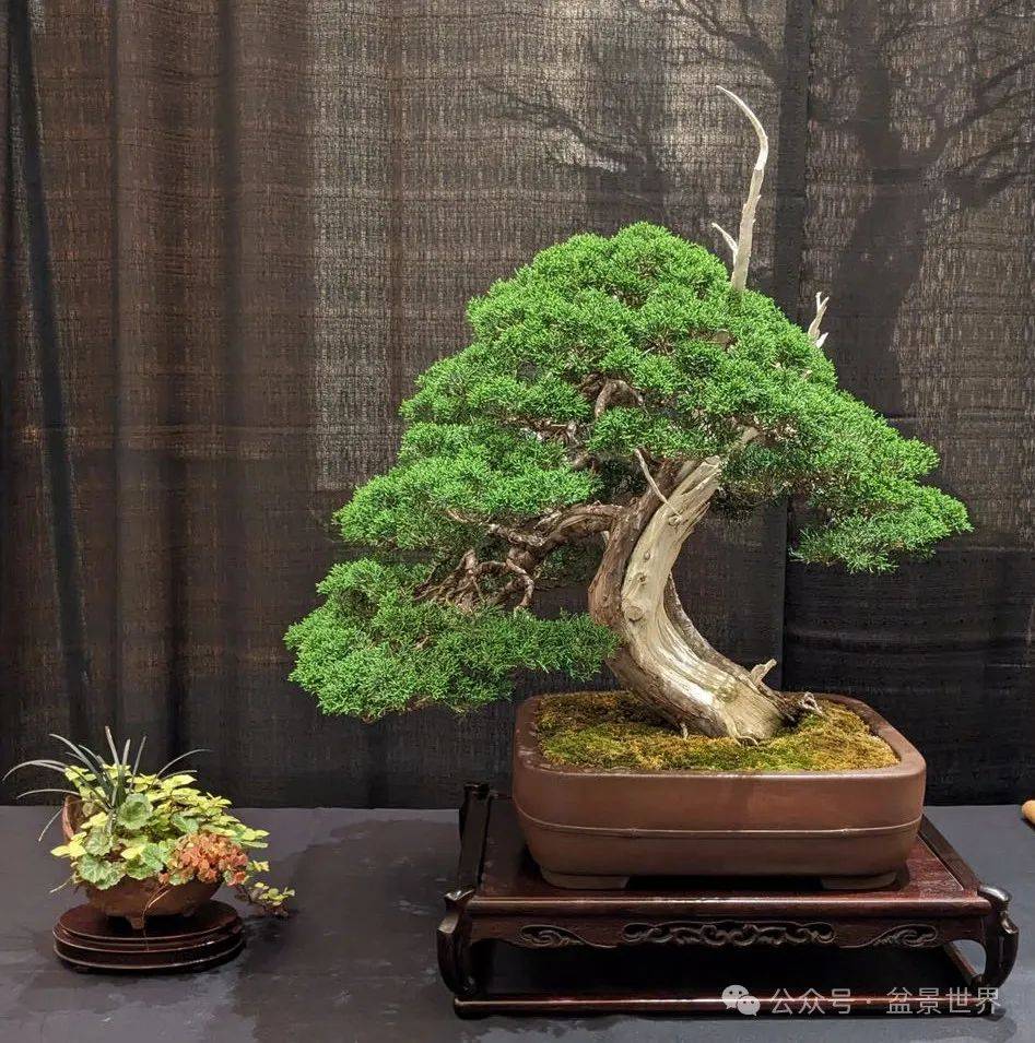 走进2024国际盆景大会,带你看真实的美国盆景