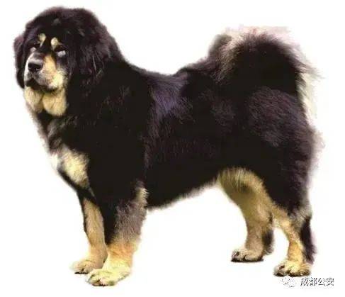 青白江人,养犬管理条例公开征求意见,快来看看有没有你的爱犬