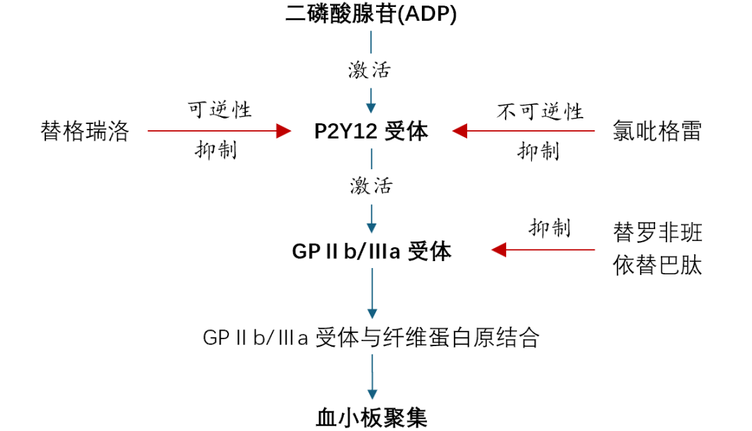 血小板聚集图解图片