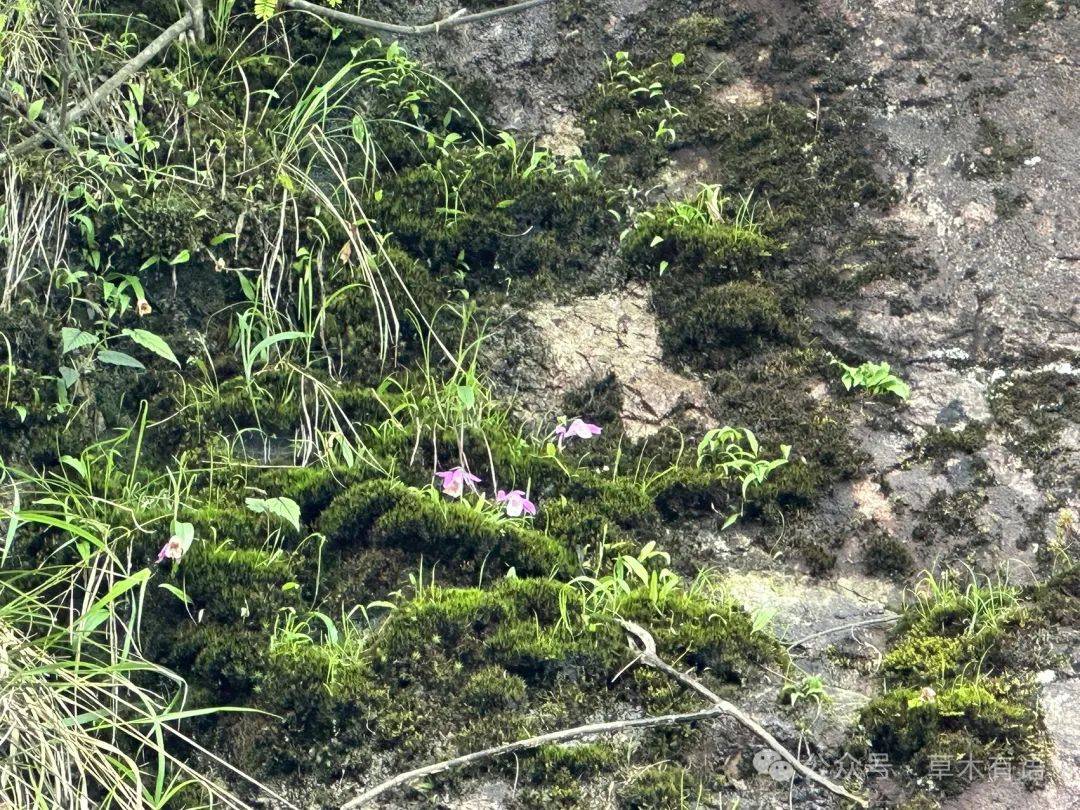 上山的路上,看到了台湾独蒜兰,只是长得比较高,没