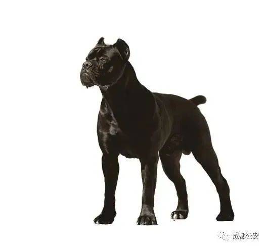 法国波尔多獒犬doguedebordeaux11英国马士提夫犬mastiff12