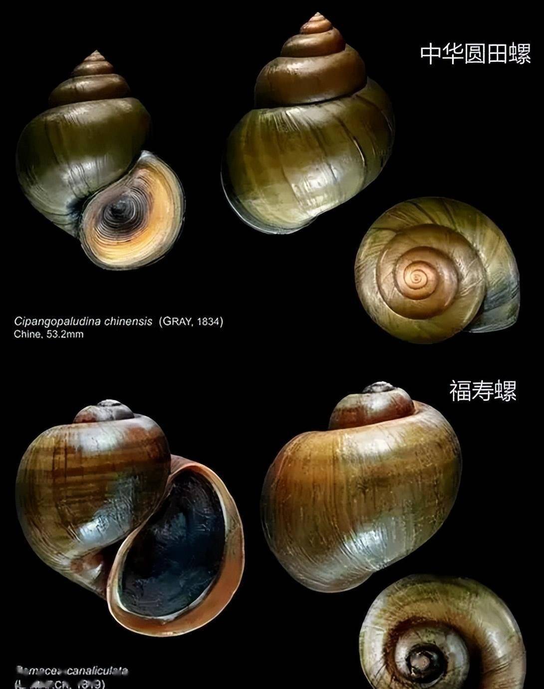 含寄生虫最多的6种食物,医生从来不吃,很多人却还在天天吃_田螺_生菜