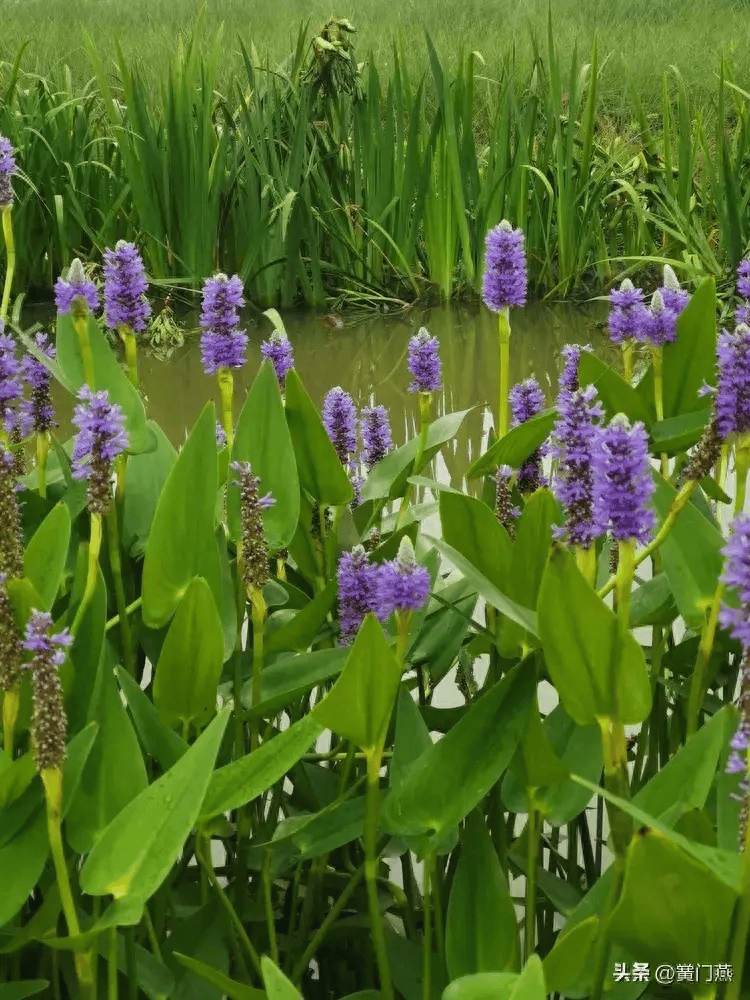初夏_晨耕_飞絮_黉门