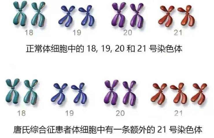 8号染色体图片