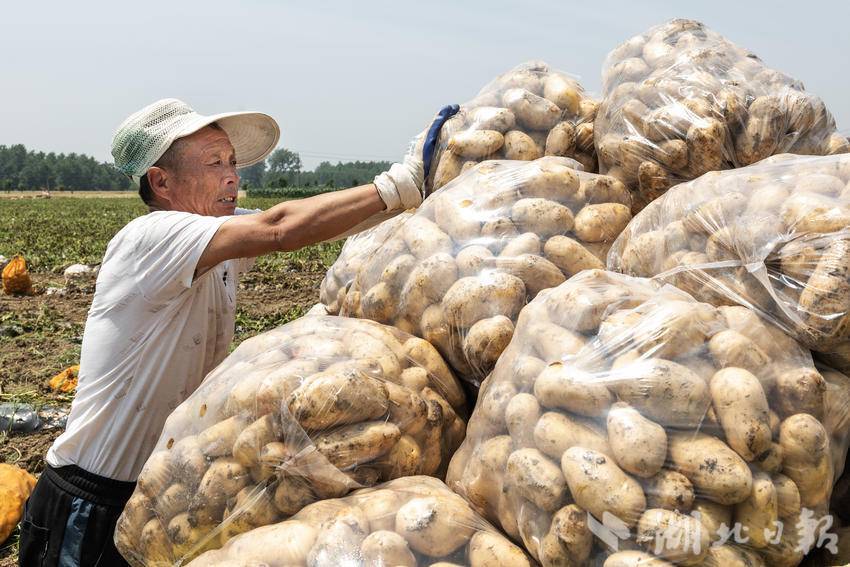 土豆收获忙,增收添"薯"光_村民_任勇_全媒