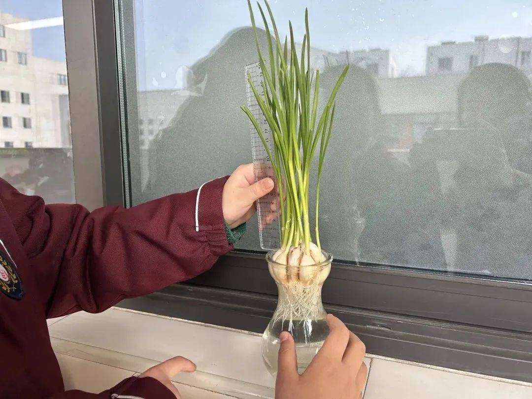 【鸾娃爱劳动】"蒜"出精彩 "蒜"出美味_种植_实践_活动