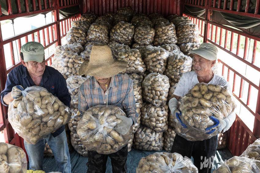 土豆收获忙,增收添"薯"光_村民_任勇_全媒