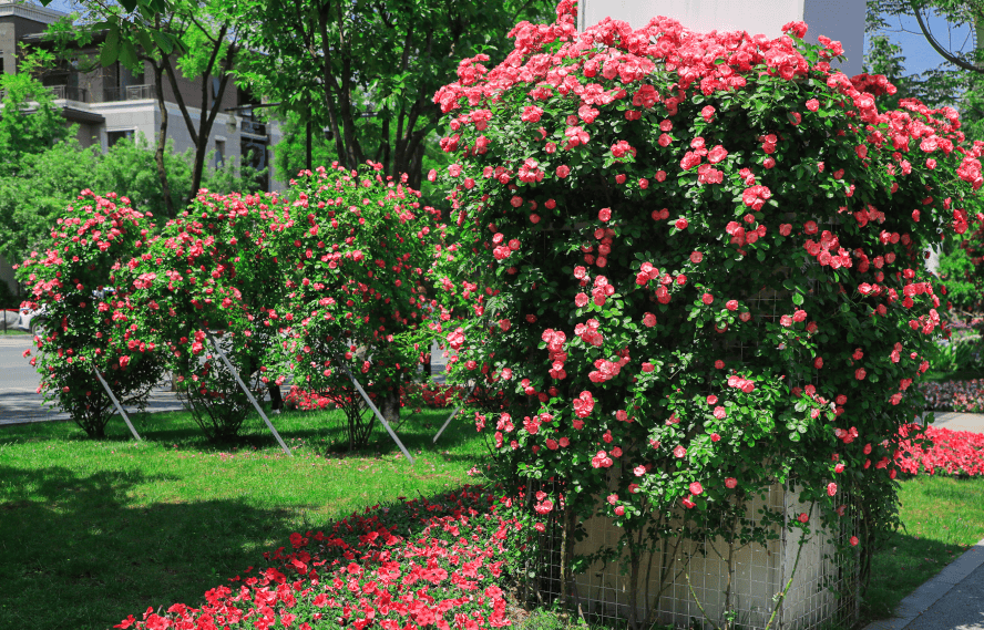 蔷薇邂逅沾染一身清香唤醒心底的浪漫情怀唤起对自然的感恩之心不觉间
