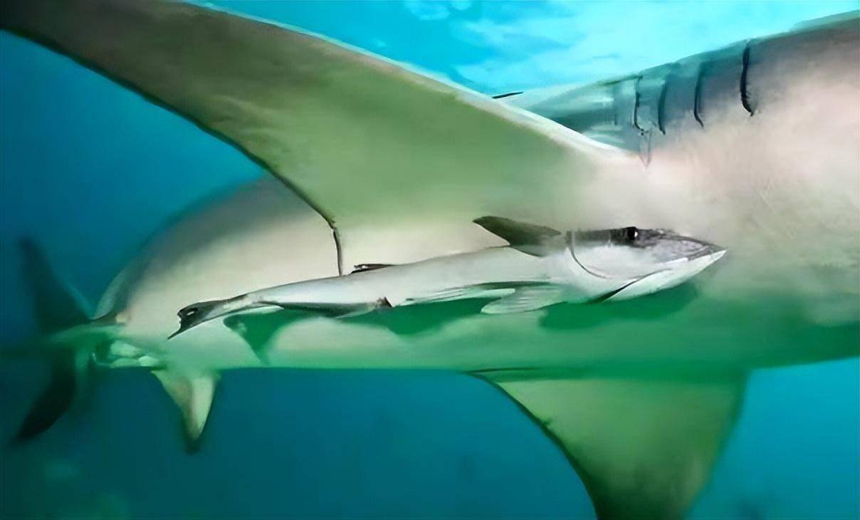 最胆大不要脸的鱼,搭顺风车蹭吃蹭喝蹭车,敢在鲨鱼嘴里抢饭吃?