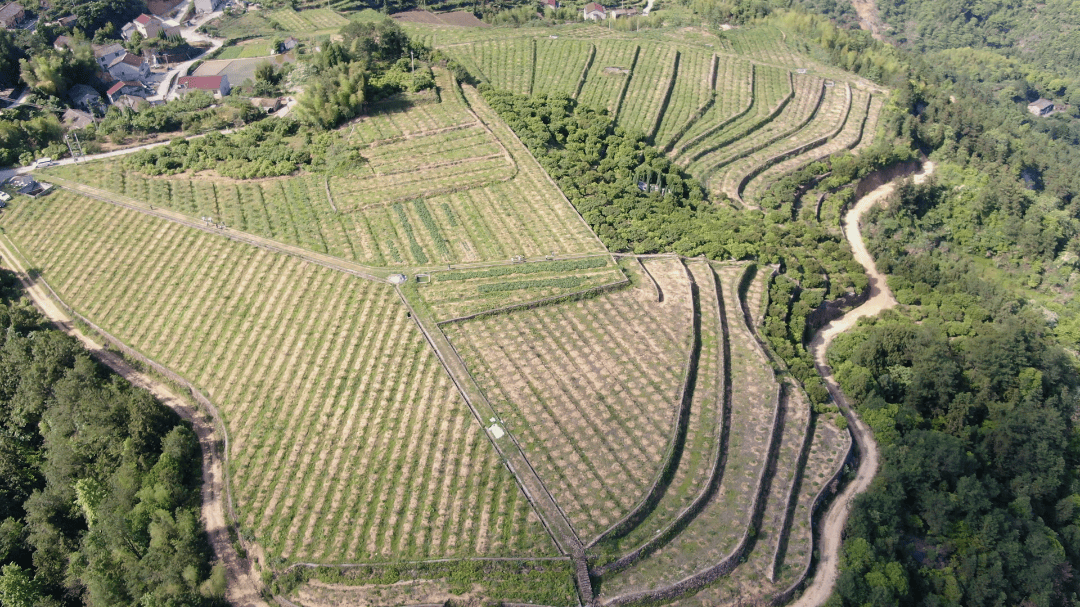 基地在第五年能够实现亩产1000多公斤,所以我们也想通过油橄榄产业