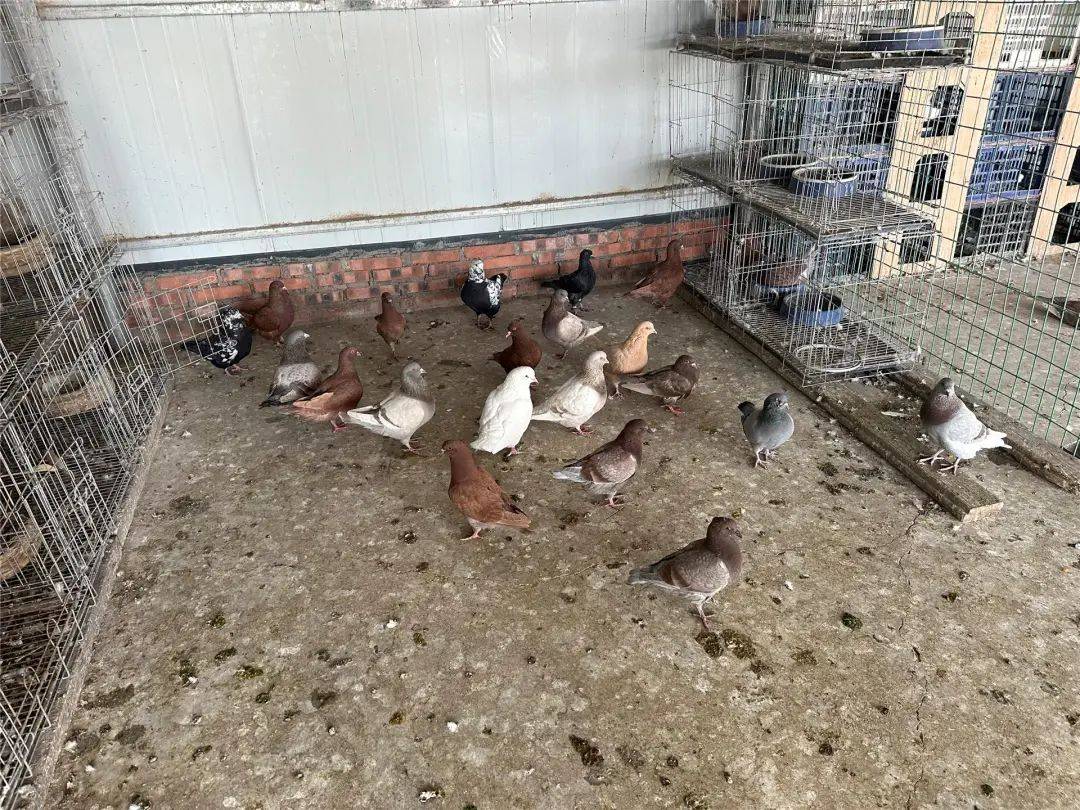 乡村行】乌兰哈达镇路志勇:元宝鸽"飞"出红火好日子_鸽子_养殖户_技术