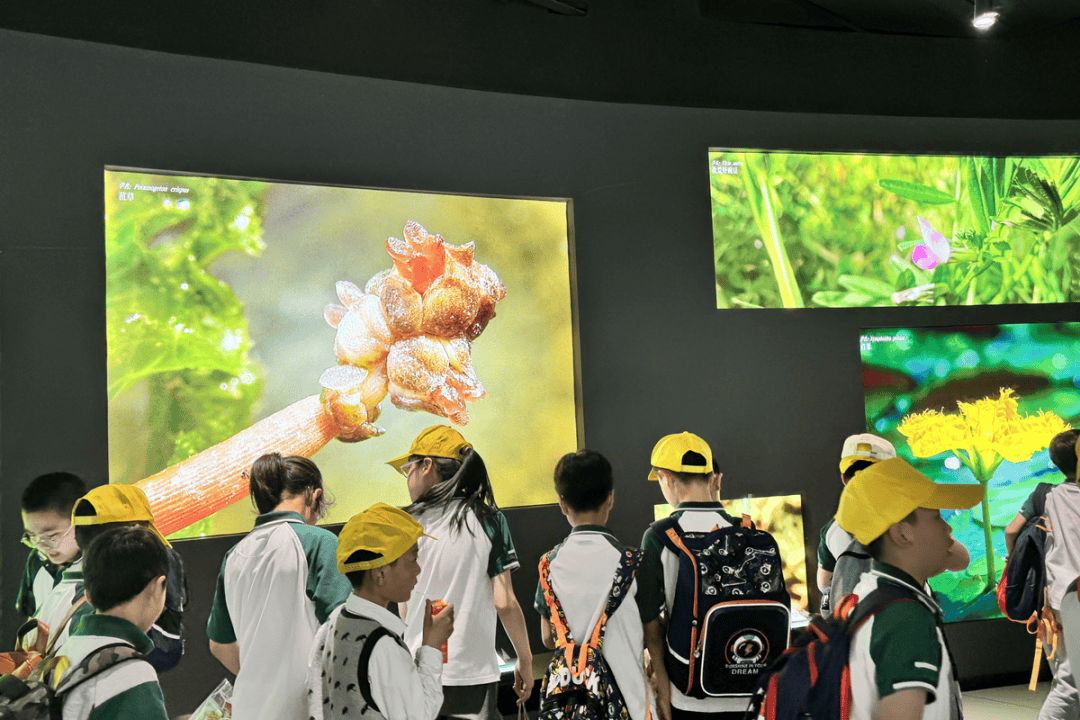 研学旅行 | 绿野寻踪迹 田园诗意行 ——东板桥校区四,五年级开展研学