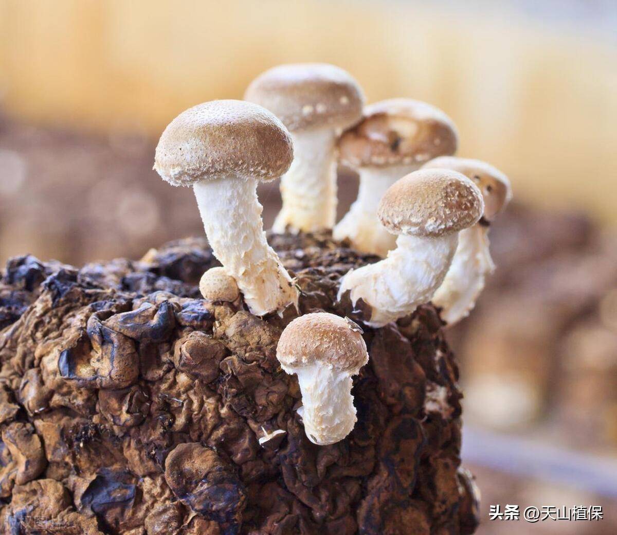 蘑菇种植方法全部过程