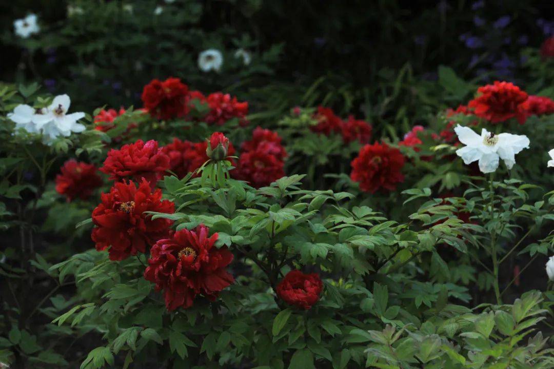 曲二|【居民投稿】牡丹盛开竞峥嵘——中山公园牡丹花美图赏