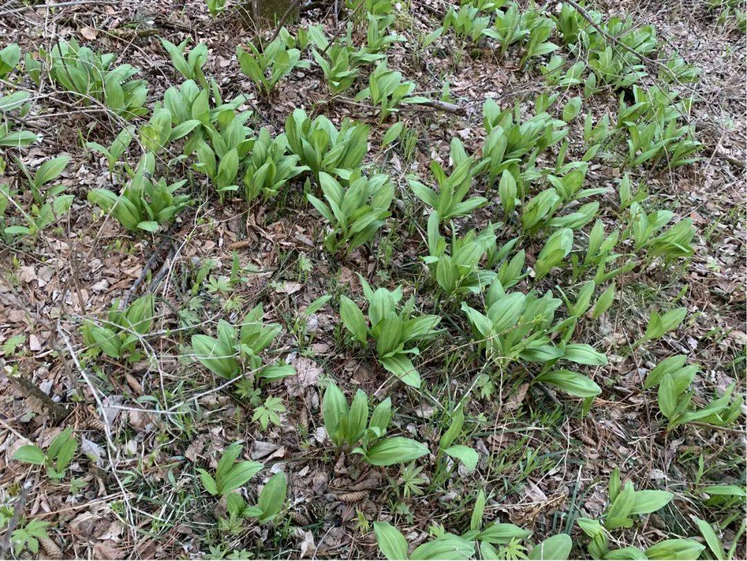 【产业】沾中经营所:开展护根行动 保护寒葱资源