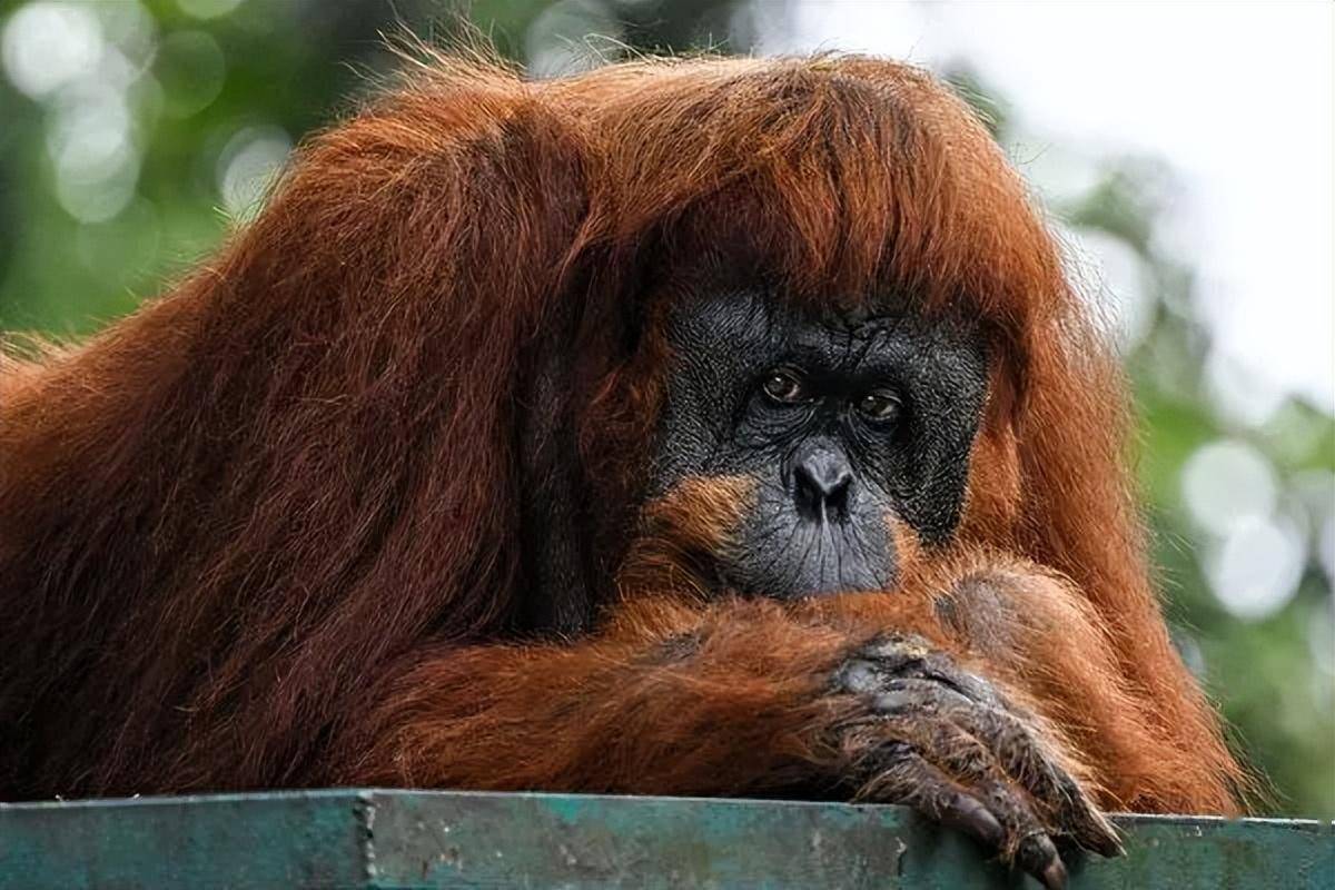 用草药处理伤口的方式,没想到这只雄性苏门答腊猩猩会用草药处理伤口