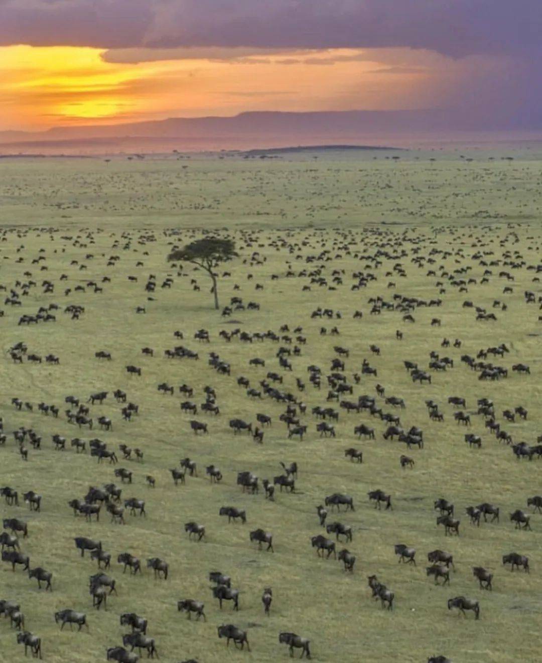 坦桑尼亚野奢|老板亲自踩线,7天6晚safari,见证生命精彩和狂野!