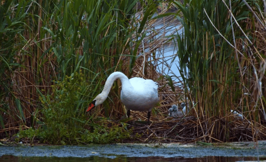 伊宁县连续两年发现未迁徙疣鼻天鹅繁殖后代