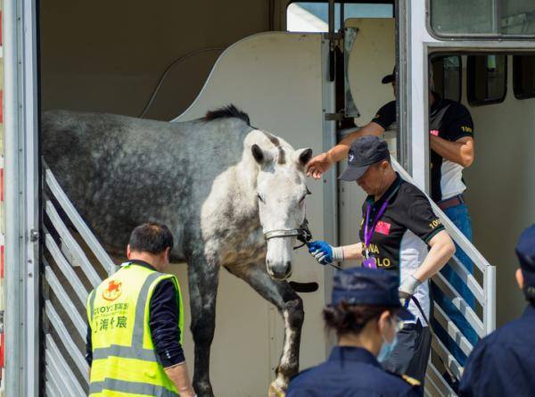 长三角来客|74匹阿根廷马球马运抵:杭州扬鞭"马产业"