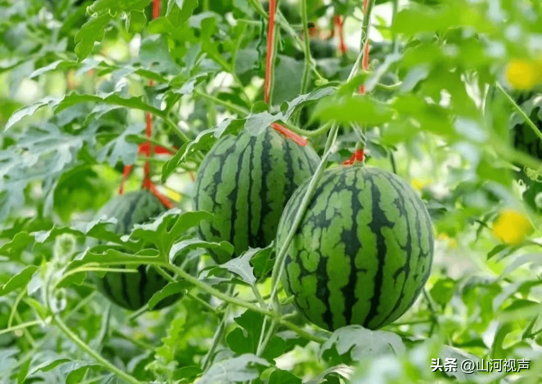 冀南新区 | 小西瓜铺就 " 甜蜜 " 致富路